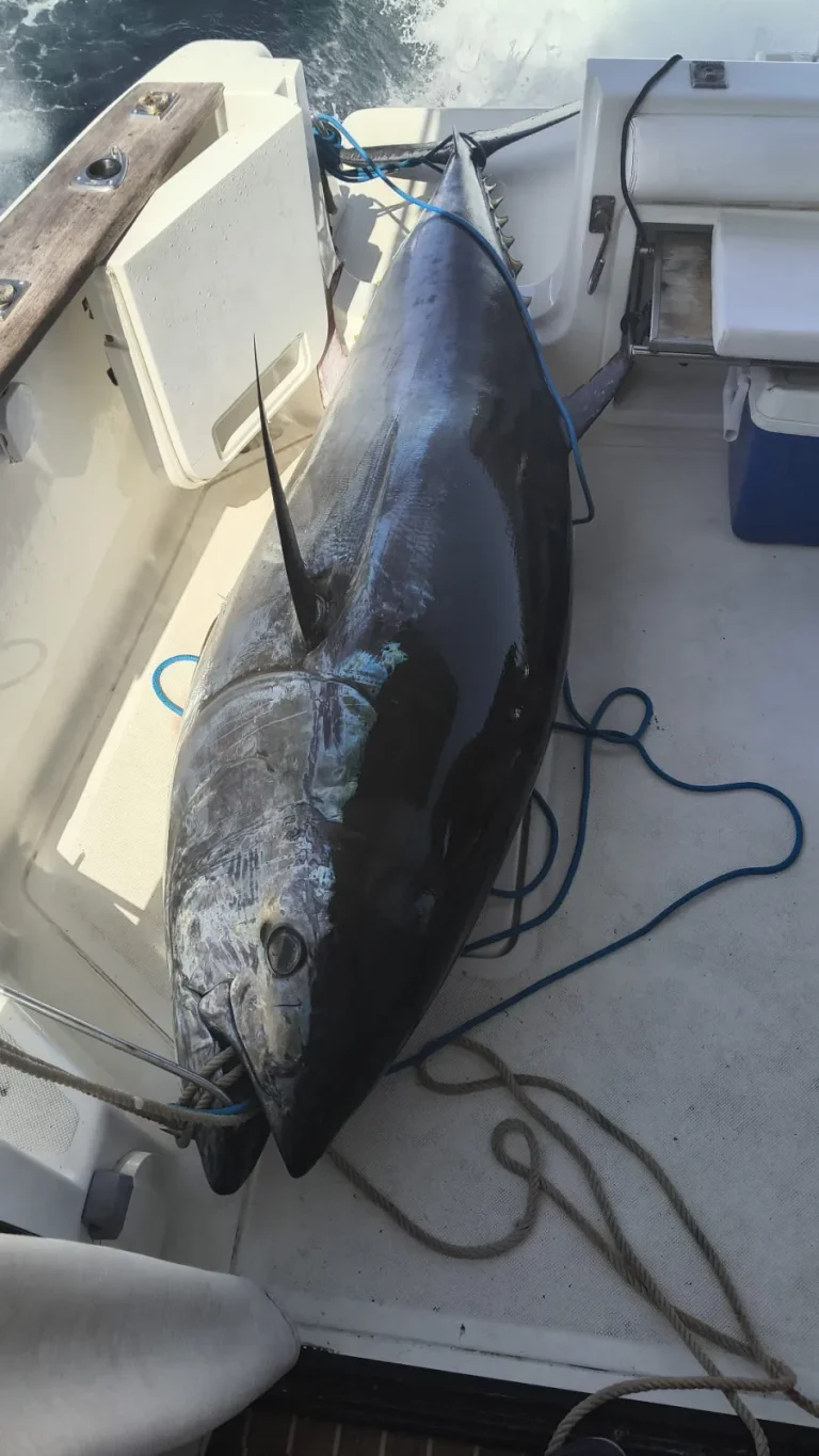 Atún recién subido a bordo del Le Flot Riant V en una salida de pesca de altura desde Estepona