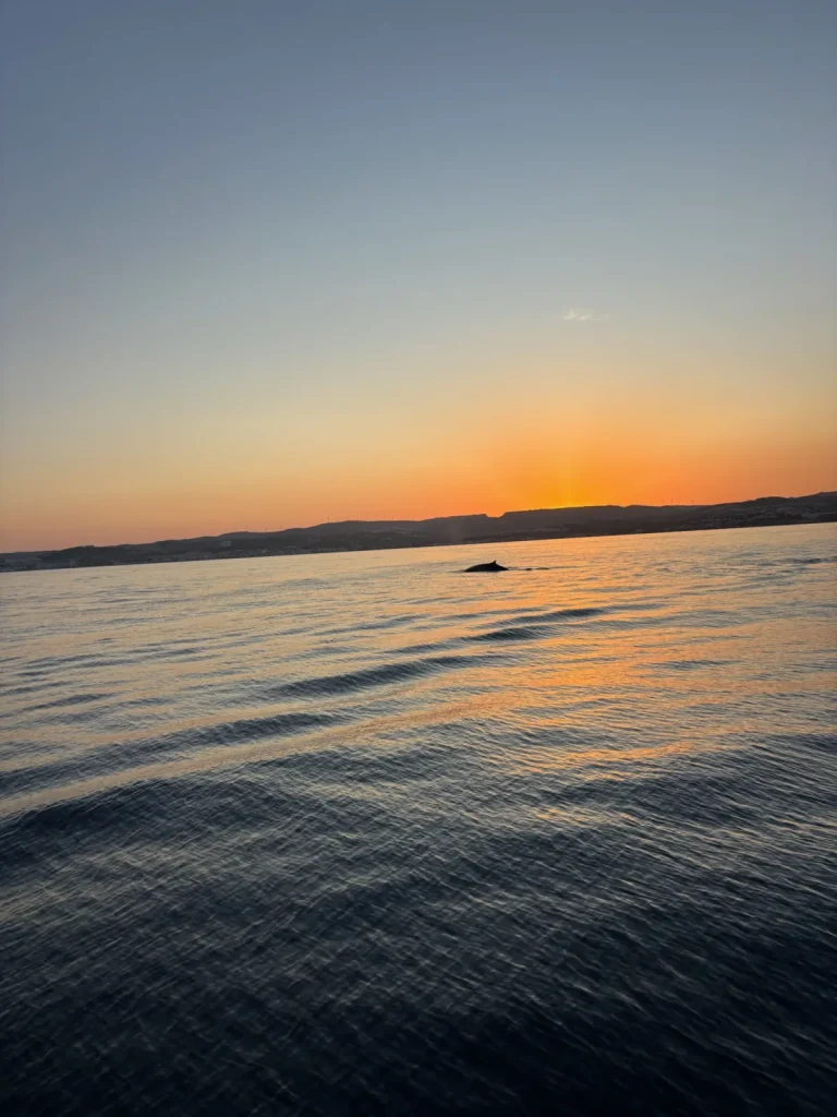 Delfín asomando en el mar en calma bajo el cielo naranja del atardecer frente a Estepona