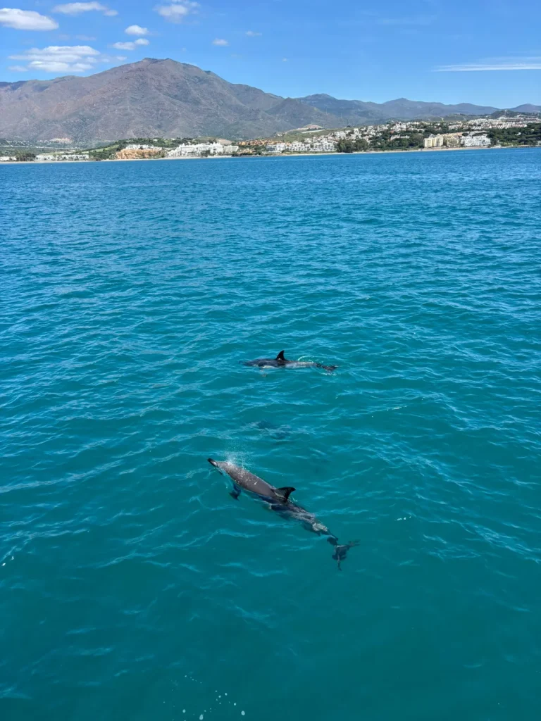 Delfines nadando frente a la costa de Estepona, con la sierra al fondo, durante una salida en barco
