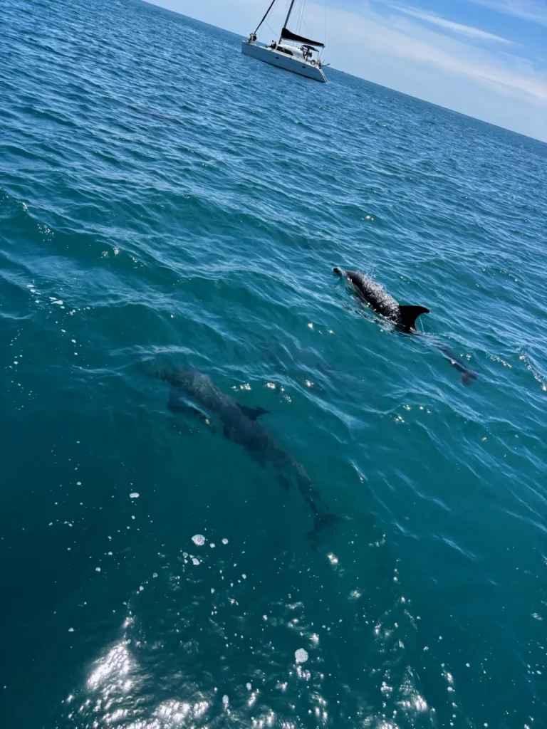 Delfines nadando cerca del Le Flot Riant V en el Mediterráneo, frente a Estepona