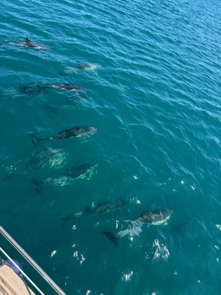 Grupo de delfines nadando junto al Le Flot Riant V en aguas de Estepona